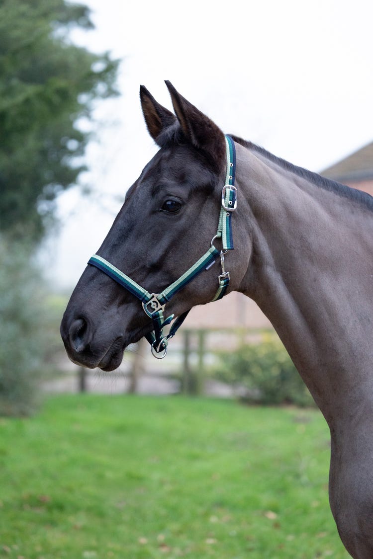 Hy Equestrian Trinity Head Collar image 2